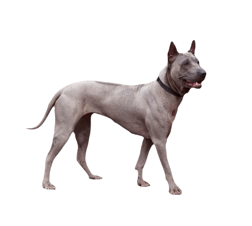 Thai Ridgeback Dog breed information in all topics