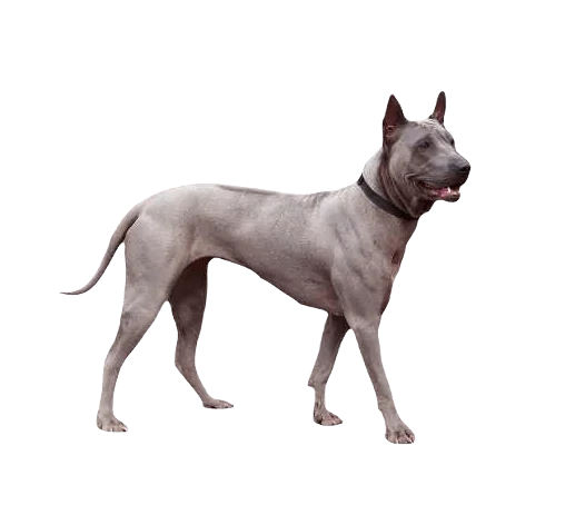 Thai Ridgeback Dog breed information in all topics