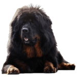 Tibetan Mastiff Dog breed information in all topics