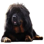 Tibetan Mastiff Dog breed information in all topics