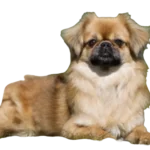 Tibetan Spaniel Dog breed information in all topics