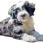 Tibetan Terrier Dog breed information in all topics