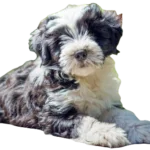 Tibetan Terrier Dog breed information in all topics