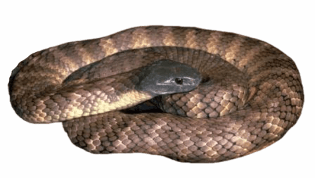 Tiger Snake information in all topics