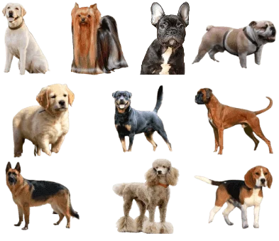 Top 10 Dogs in the world in all topics