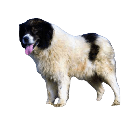 Tornjak Dog breed information in all topics