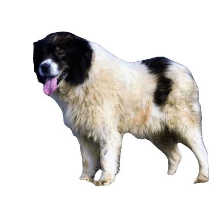 Tornjak Dog breed information in all topics
