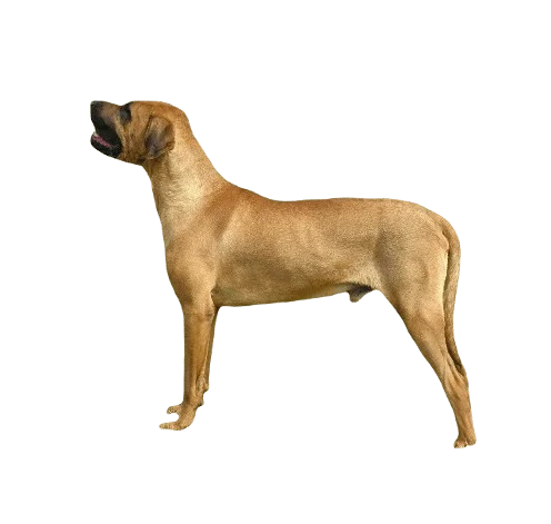 Tosa Dog breed information in all topics