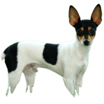 Toy Fox Terrier Dog breed information in all topics