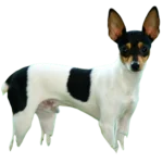 Toy Fox Terrier Dog breed information in all topics