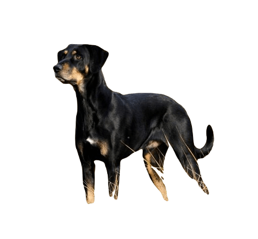 Transylvanian Hound Dog breed information in all topics