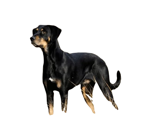 Transylvanian Hound Dog breed information in all topics