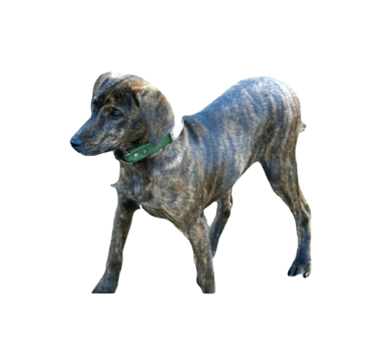 Treeing Tennessee Brindle Dog breed information in all topics