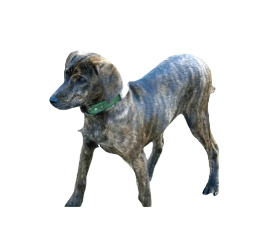 Treeing Tennessee Brindle Dog breed information in all topics