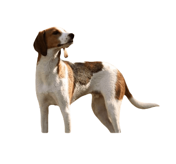 Treeing Walker Coonhound Dog breed information in all topics