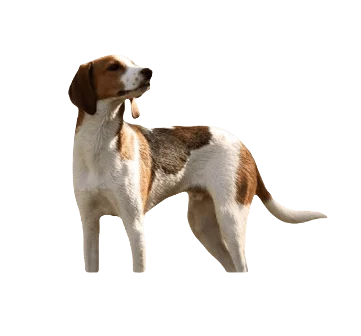 Treeing Walker Coonhound Dog breed information in all topics