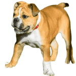 Valley Bull Dog breed information in all topics