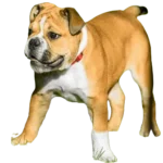 Valley Bull Dog breed information in all topics
