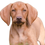 Vizsla Dog breed information in all topics