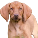 Vizsla Dog breed information in all topics