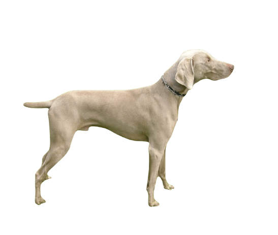 Weimaraner Dog breed information in all topics