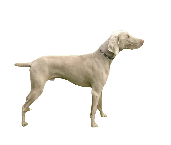 Weimaraner Dog breed information in all topics