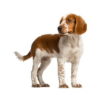 Welsh Springer Spaniel Dog breed information in all topics