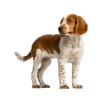 Welsh Springer Spaniel Dog breed information in all topics