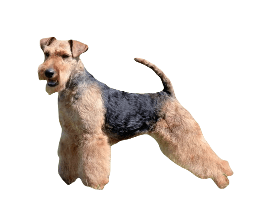 Welsh Terrier Dog breed information in all topics