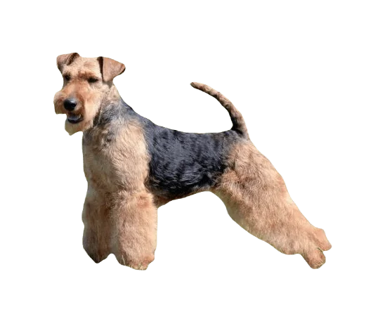 Welsh Terrier Dog breed information in all topics