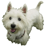 West Highland White Terrier Dog breed information in all topics