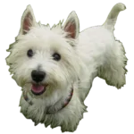 West Highland White Terrier Dog breed information in all topics