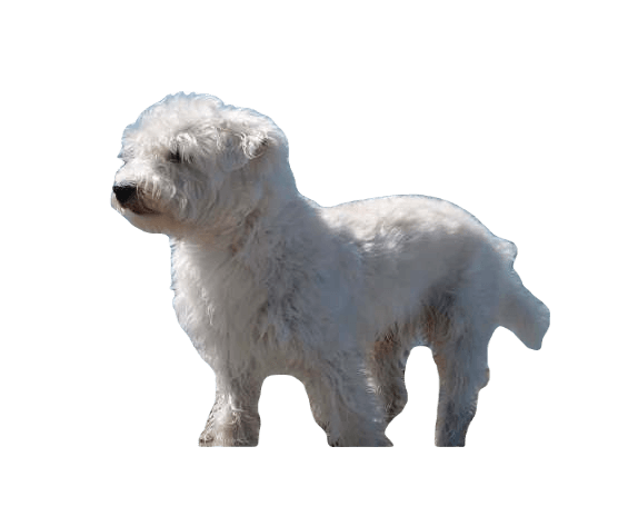 Westiepoo Dog breed information in all topics