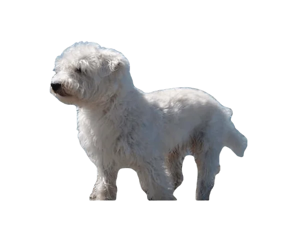 Westiepoo Dog breed information in all topics
