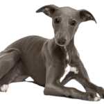 Whippet Dog breed information in all topics