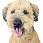 Whoodle Dog breed information in all topics