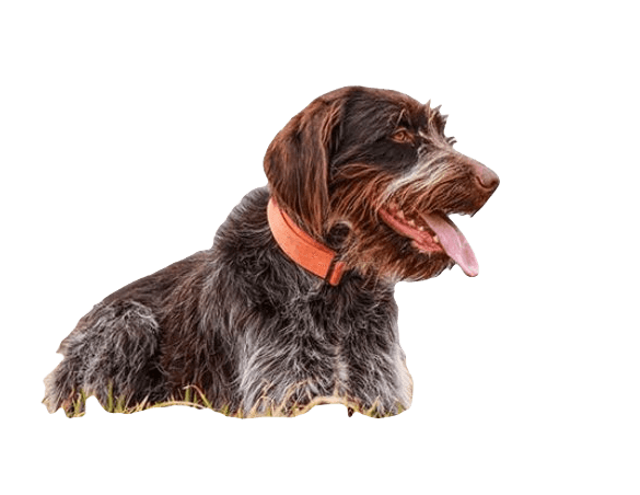 Wirehaired Pointing Griffon Dog breed information in all topics