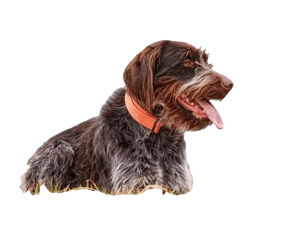 Wirehaired Pointing Griffon Dog breed information in all topics