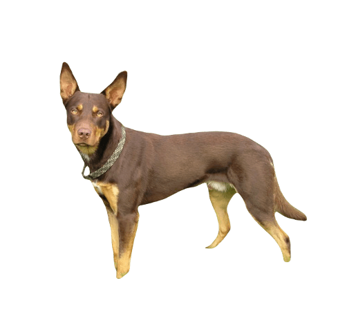 Working Kelpie Dog breed information in all topics