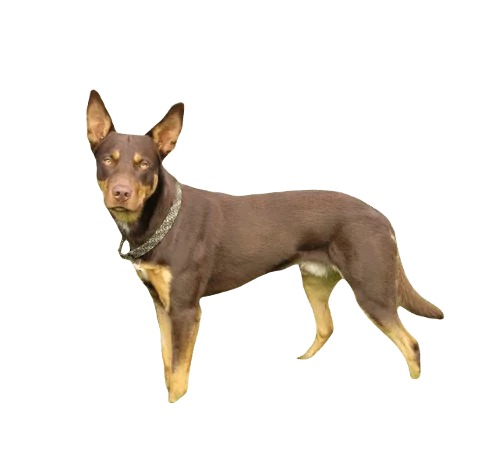 Working Kelpie Dog breed information in all topics