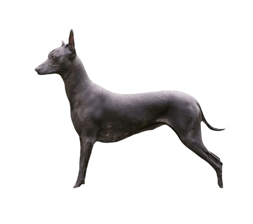 Xoloitzcuintli Dog breed information in all topics