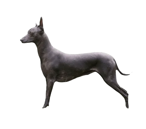 Xoloitzcuintli Dog breed information in all topics