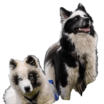 Yakutian Laika Dog breed information in all topics