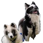 Yakutian Laika Dog breed information in all topics