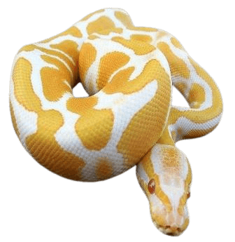 Yellow Anaconda Snakes information in all topics