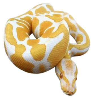 Yellow Anaconda Snakes information in all topics