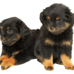 Yorkipoo Dog breed information in all topics