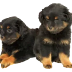 Yorkipoo Dog breed information in all topics
