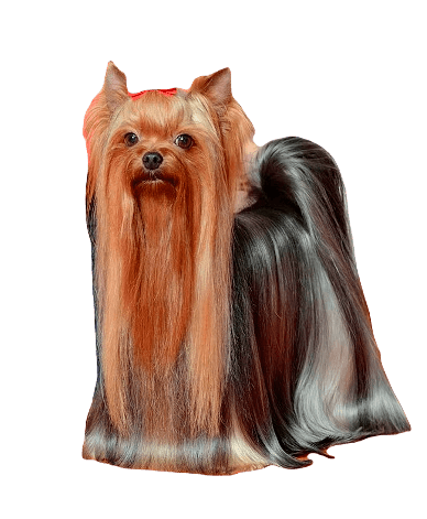 Yorkshire Terrier Dog breed information in all topics
