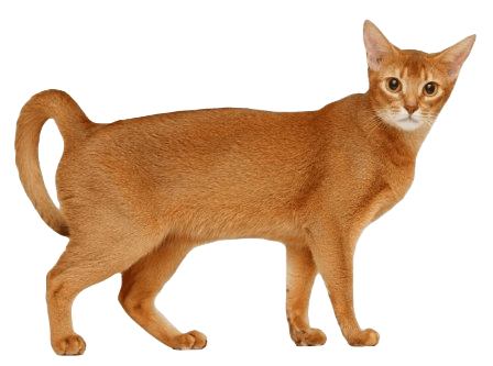 Abyssinian cat information in all topics